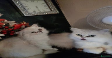 Persian cats - Advert 15