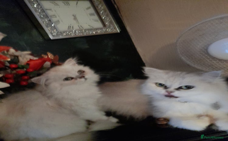 Persian cats - Advert 4