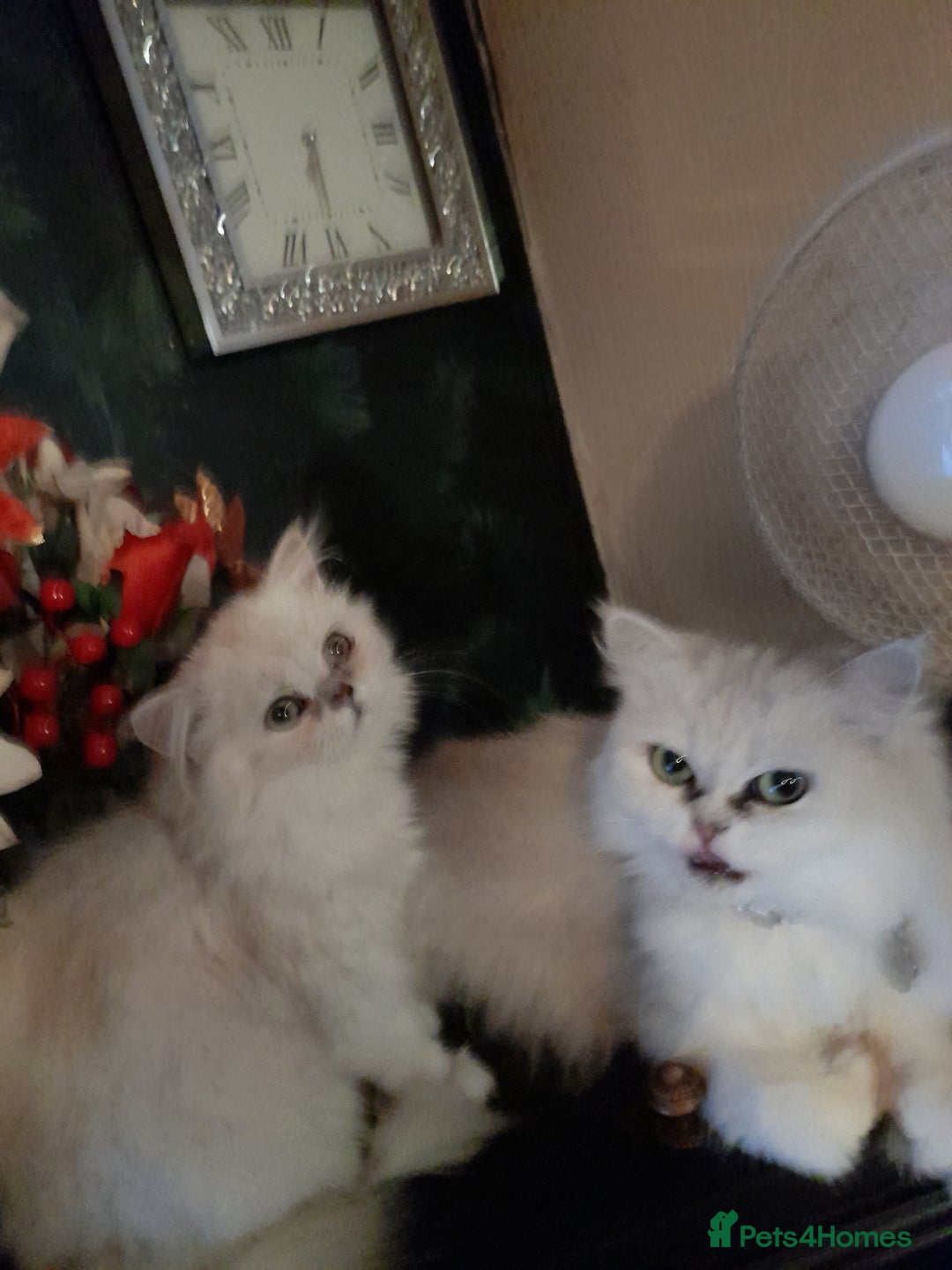 Persian cats for sale: exceptional chinchilla persian kittens  - Image 2