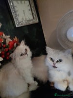 Persian cats - Advert 1