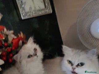 Persian cats - Advert 5