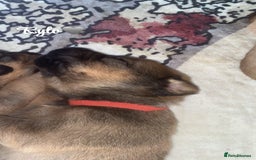 Mixed Breed dogs for sale: Beautiful Puppies For Sale!!! - Image 5