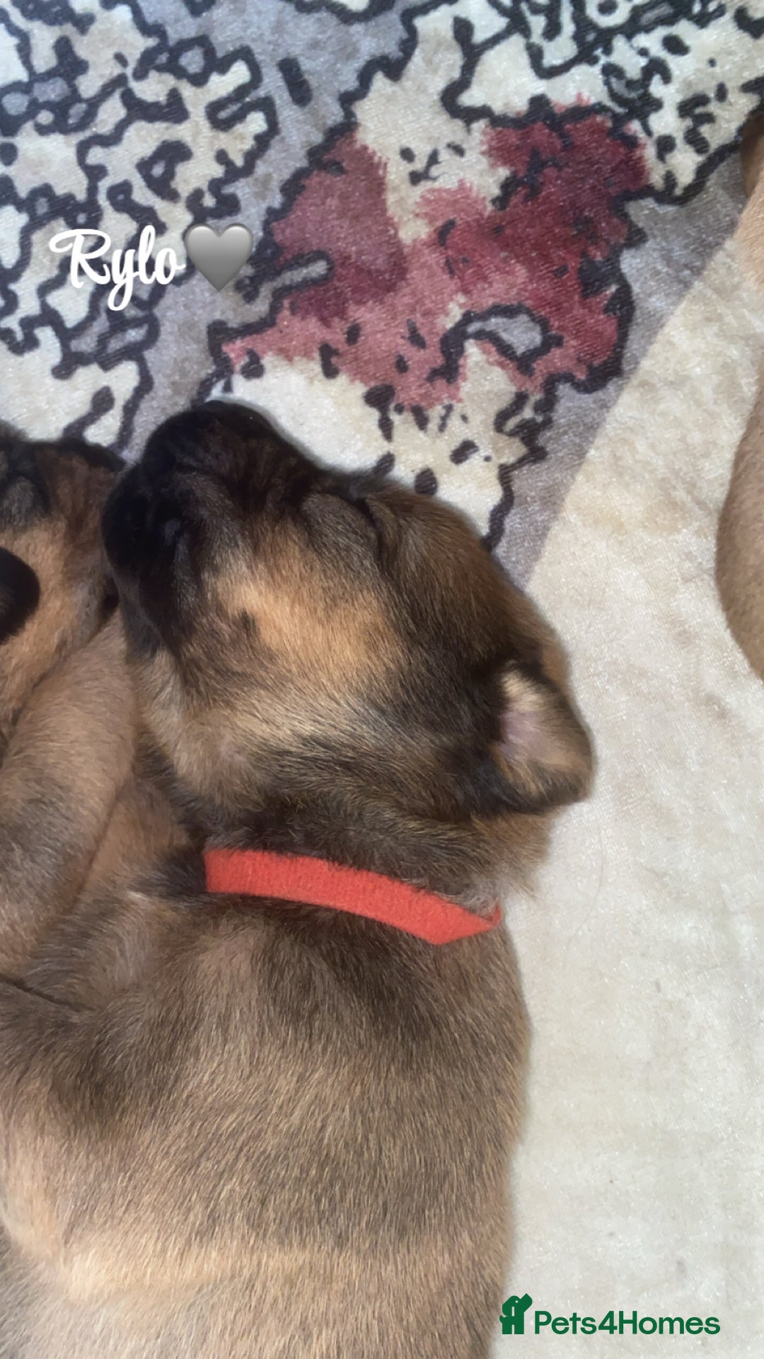 Mixed Breed dogs for sale: Beautiful Puppies For Sale!!! - Image 5