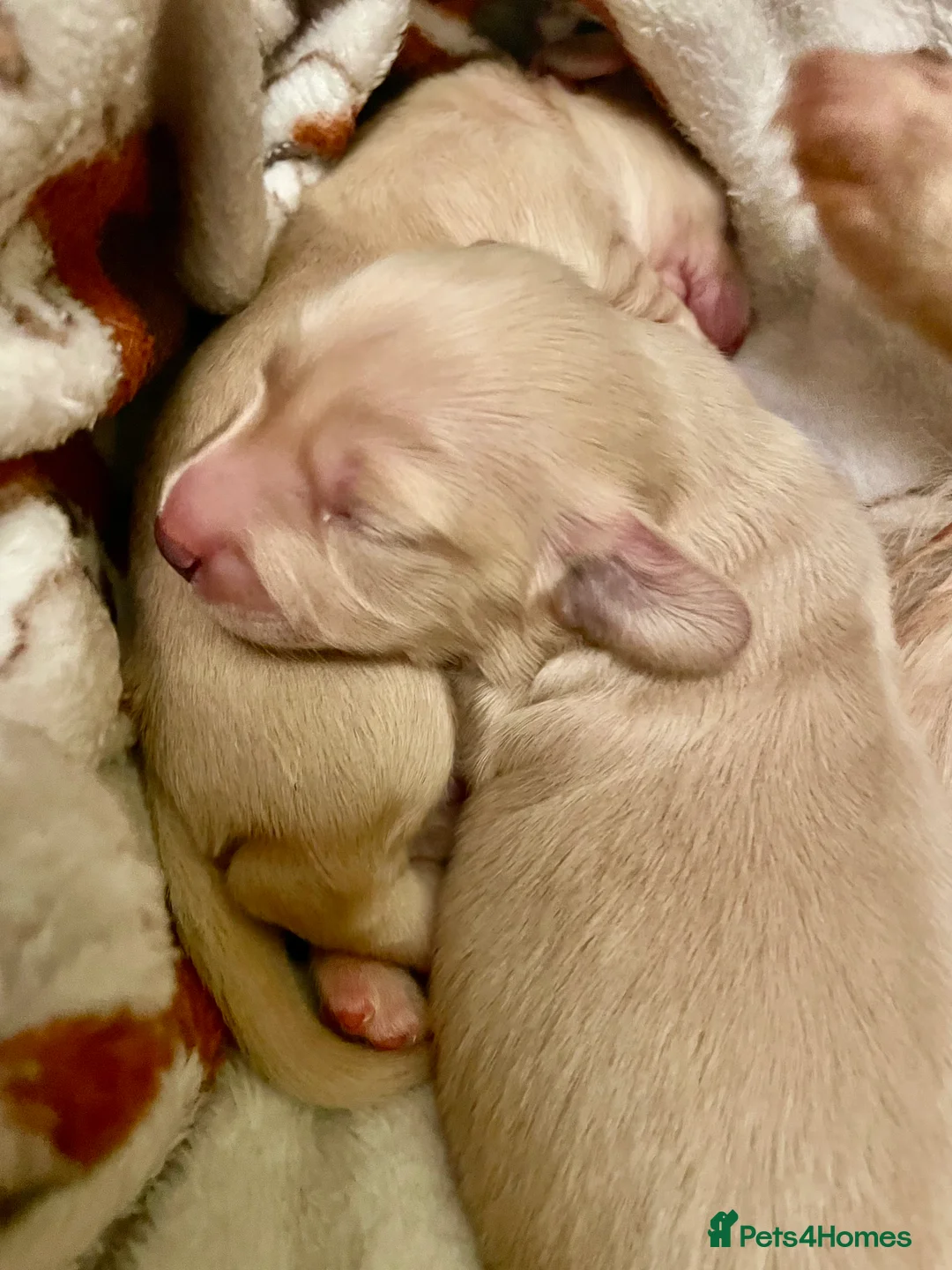 Miniature Dachshund dogs for sale: KC Miniature Long haired Cream dachshunds  - Advert 10