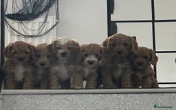 Cockapoo dogs for sale: Cockapoo in Chesterfield - Image 12
