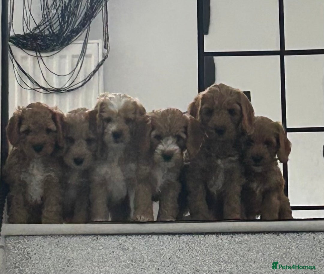 Cockapoo dogs for sale: Cockapoo in Chesterfield - Image 12