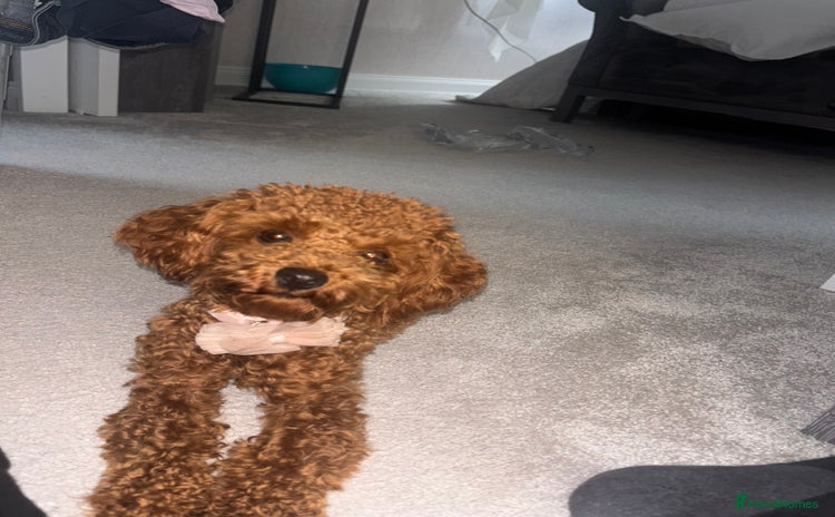 Toy Poodle dogs - Advert 1