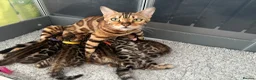 Bengal cats for sale: Exceptional Bengal Kittens With Amazing Rosettes ✨ - Advert 10
