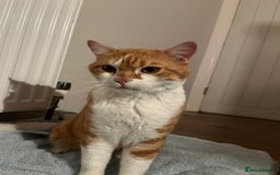 Mixed Breed cats for adoption: Male Rescue Cat for Indoor Adoption - Image 12