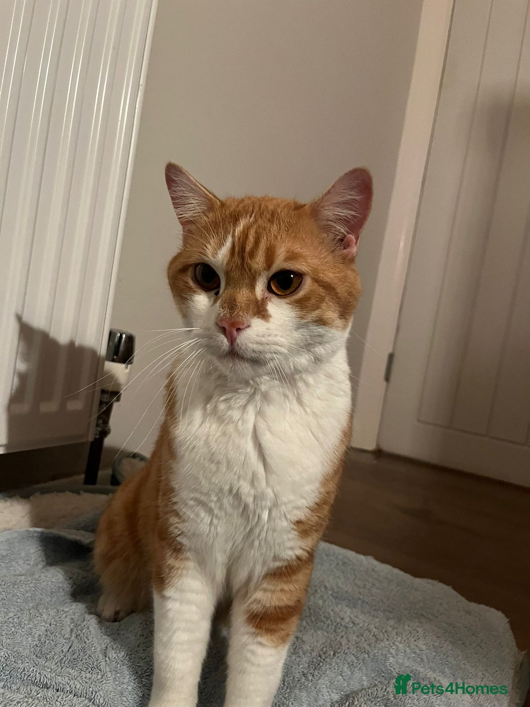 Mixed Breed cats for adoption: Male Rescue Cat for Indoor Adoption - Image 12