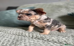 French Bulldog dogs for sale: Beautiful merle and platinum frenchies  - Image 2
