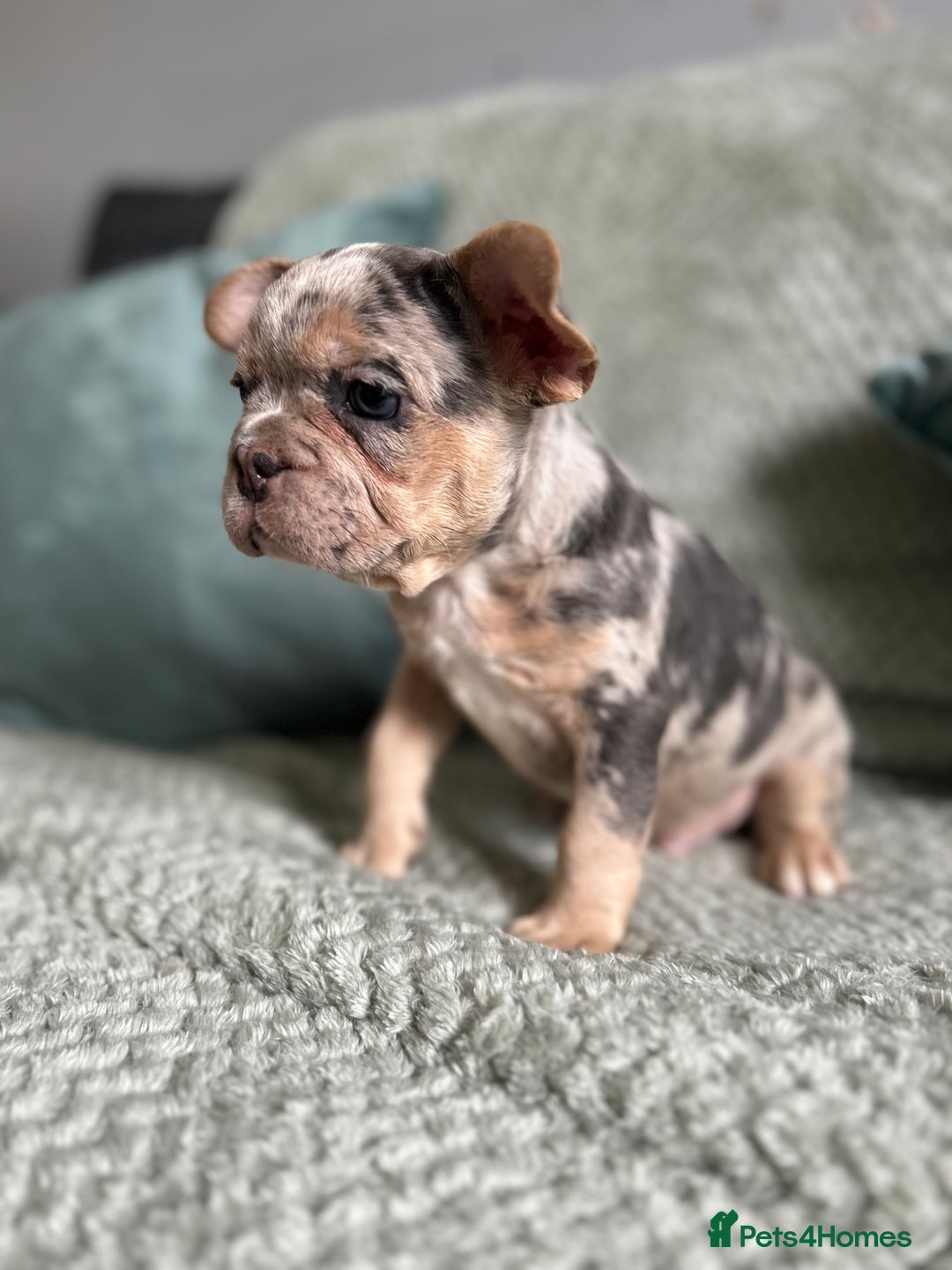 French Bulldog dogs for sale: Beautiful merle and platinum frenchies  - Image 2