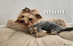Yorkshire Terrier dogs for sale: Adorable Yorkie Puppies Ready for Loving Homes - Image 11