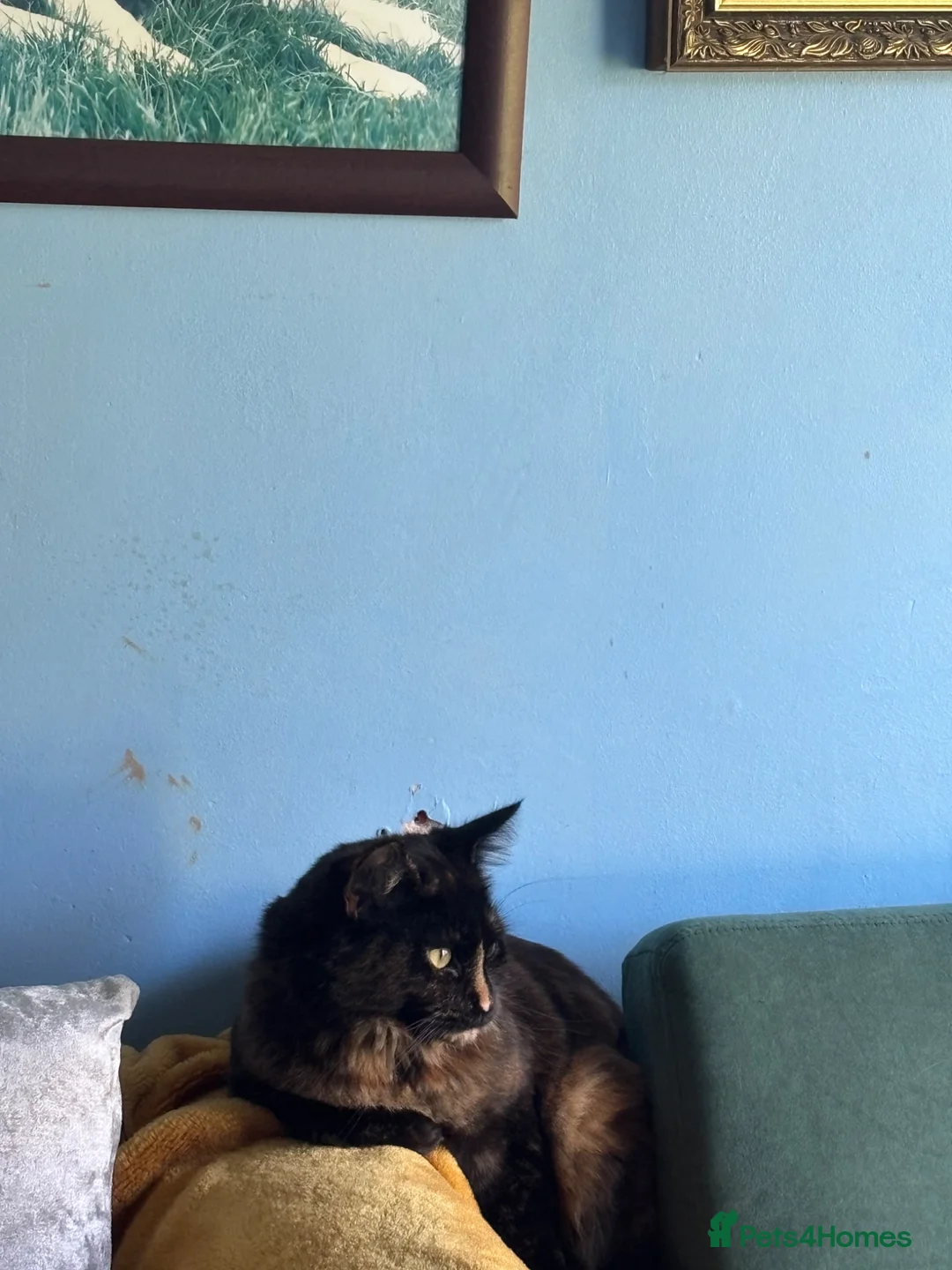 Maine Coon cats for sale: friendly female tortoiseshell cat  - Advert 9