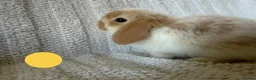 Mini Lion Lop rabbits for sale: Lionlop Bunnies  - Advert 7
