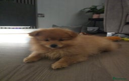 Pomeranian dogs for sale: Pomeranian puppy - Image 5