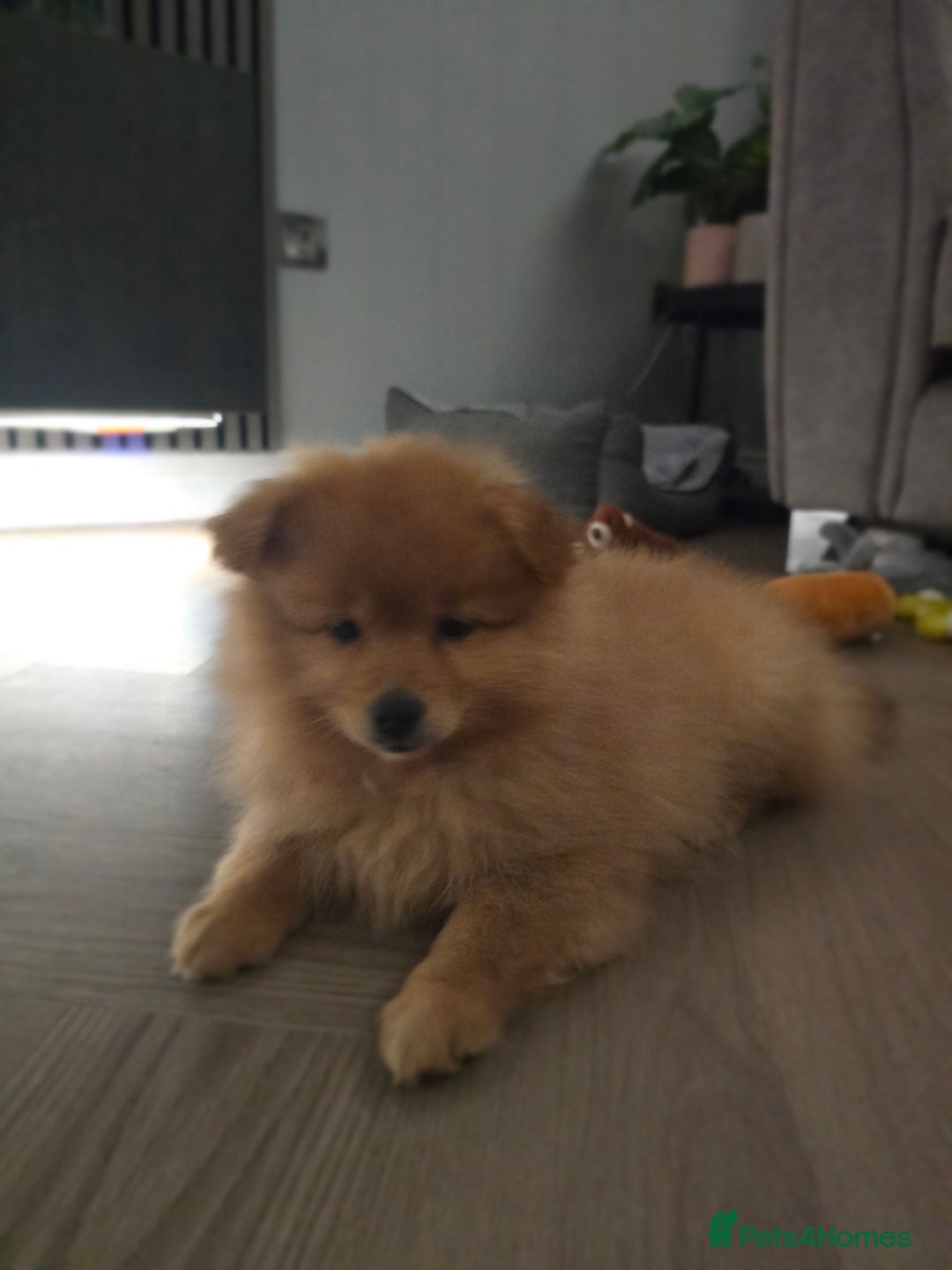 Pomeranian dogs for sale: Pomeranian puppy - Image 5