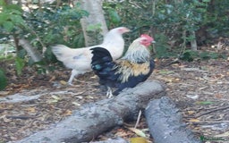 Hens poultry for sale: Pure Breed Bantom Hens - Image 1