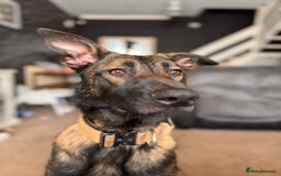 Belgian Shepherd Dog dogs for sale: 1 year old male Belgian malinois  - Image 2