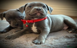 Staffordshire Bull Terrier dogs for sale: Ready for Their Forever Homes Now - Image 6
