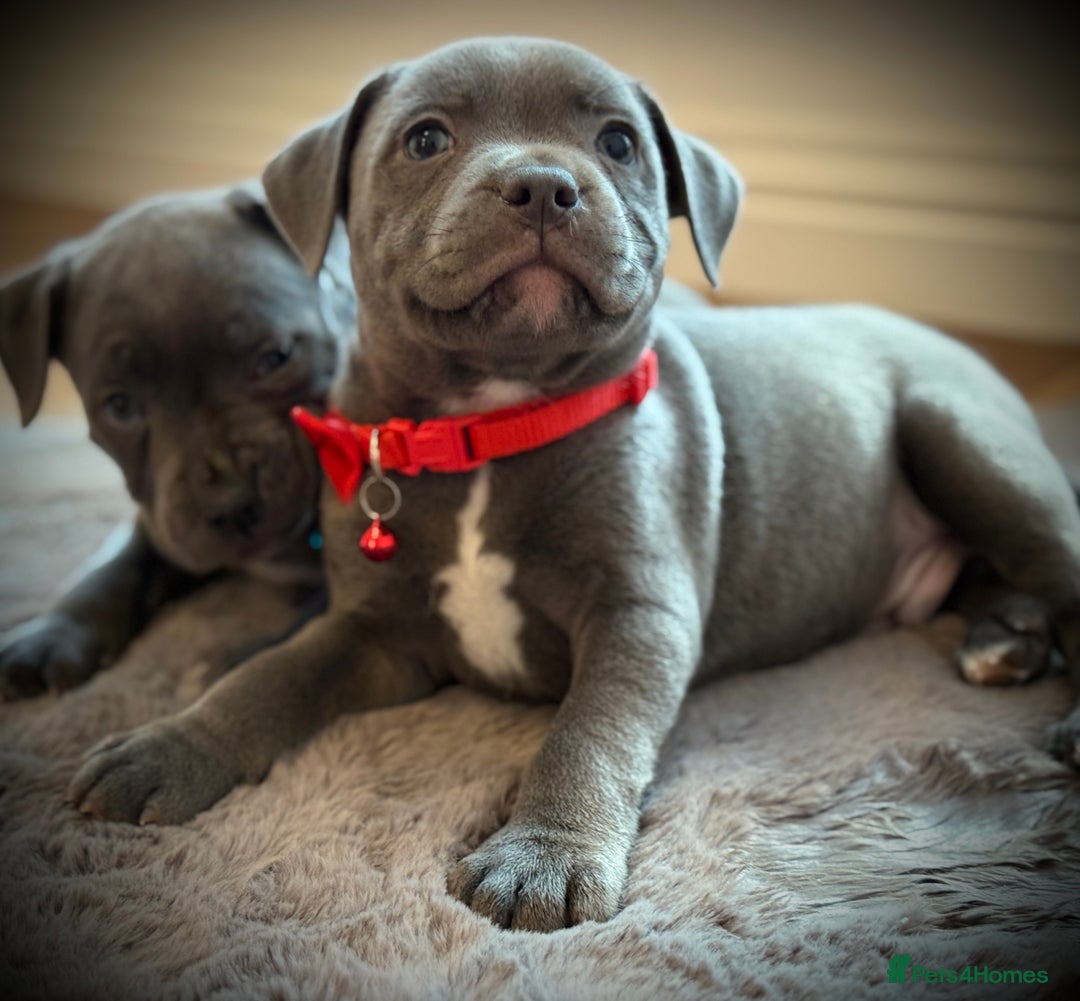 Staffordshire Bull Terrier dogs for sale: Ready for Their Forever Homes Now - Image 6