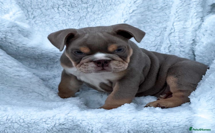English Bulldog dogs - Advert 2