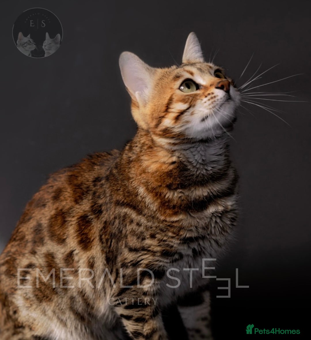 Bengal cats for sale: Pure Pedigree TICA Early Generation Bengal - Advert 11