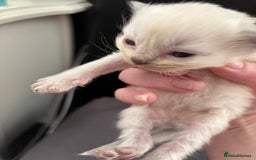 Ragdoll cats for sale: Ragdoll kittens  - Image 26