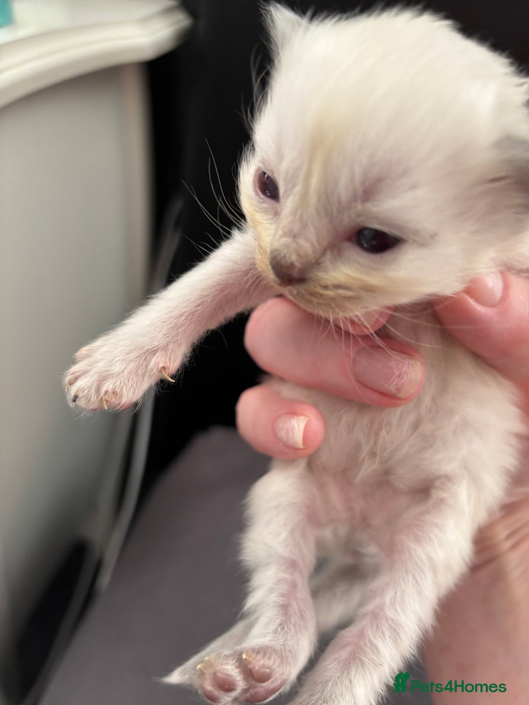 Ragdoll cats for sale: Ragdoll kittens  - Image 26