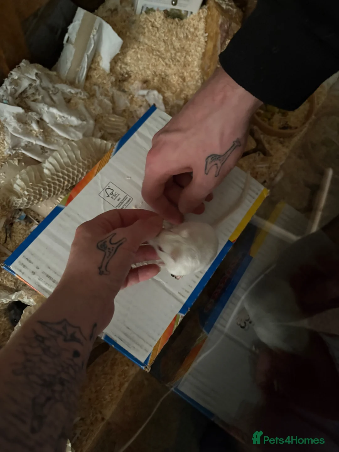 Gerbil rodents for sale: 2 female Mongolian Gerbils 10 weeks - Advert 4