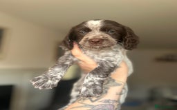 Cocker Spaniel dogs for stud: Beautiful blue roan cocker spaniel for STUD! - Image 8