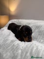 Miniature Dachshund Puppy 2