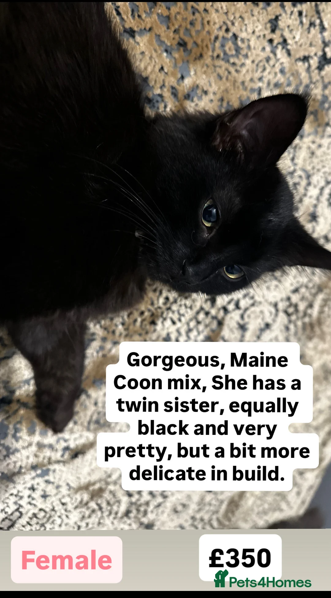 Maine Coon cats for sale: Beautiful Maincoon cross kitten for sell - Advert 2