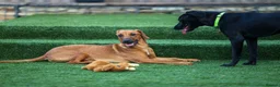 Mixed Breed dogs for adoption: Handsome Henry - Advert 21