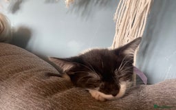 British Shorthair cats for sale: 2 kittens male black & white. Female black £100  - Image 6