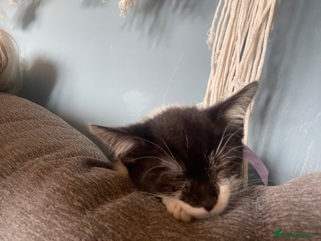 British Shorthair cats for sale: 2 kittens male black & white. Female black £100  - Image 6