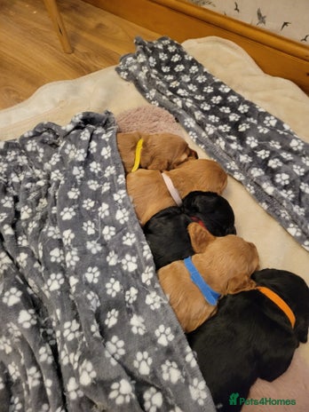 Cocker Spaniel dogs Beautiful cocker Spaniel ginger boy left - Advert 13