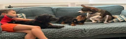 Mixed Breed dogs for adoption: Heavenly Heidi - Advert 3