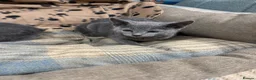 Russian Blue cats for sale: Pure bred Russian blue kittens.  - Advert 6