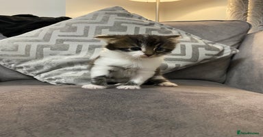 Mixed Breed cats - Advert 1