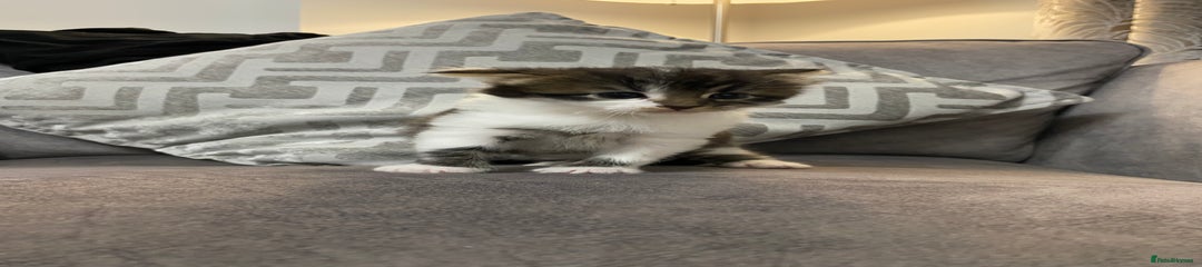 Mixed Breed Kitten 1