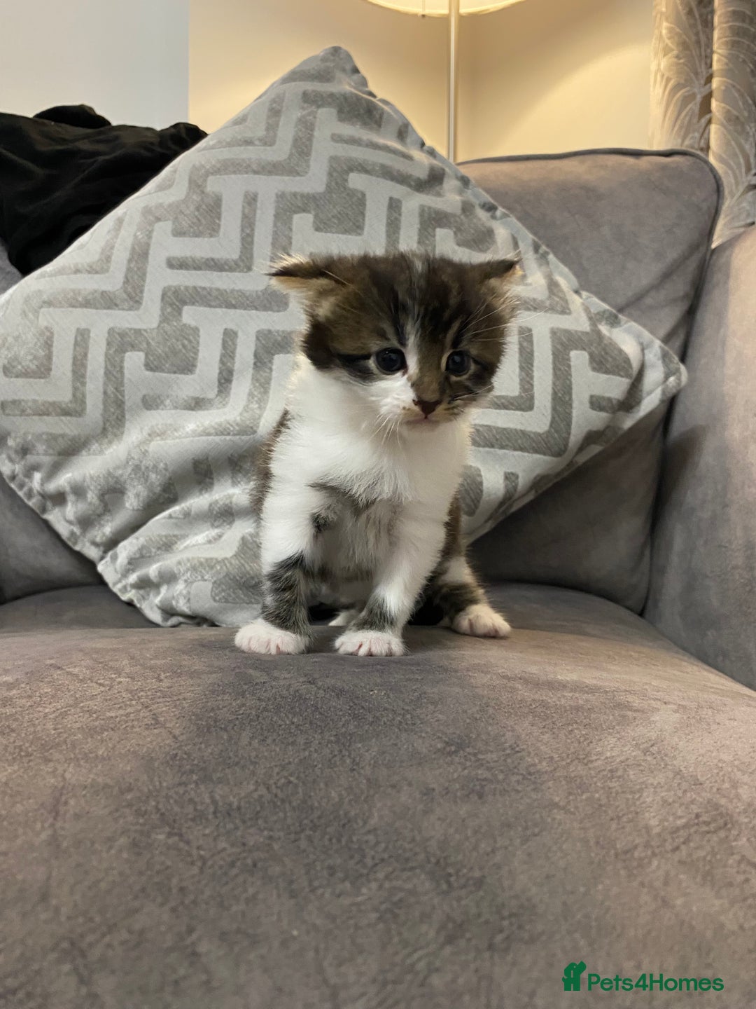 Mixed Breed cats for sale: Cute fluffy kittens  - Image 2