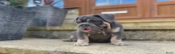 English Bulldog dogs for sale: English bulldogs blue tan fully suited boy & girl - Advert 26