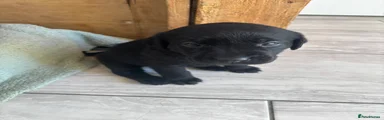 Labrador Retriever 1