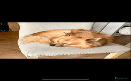 Mixed Breed dogs for sale: Our gorgeous German spitz Henry  - Image 5
