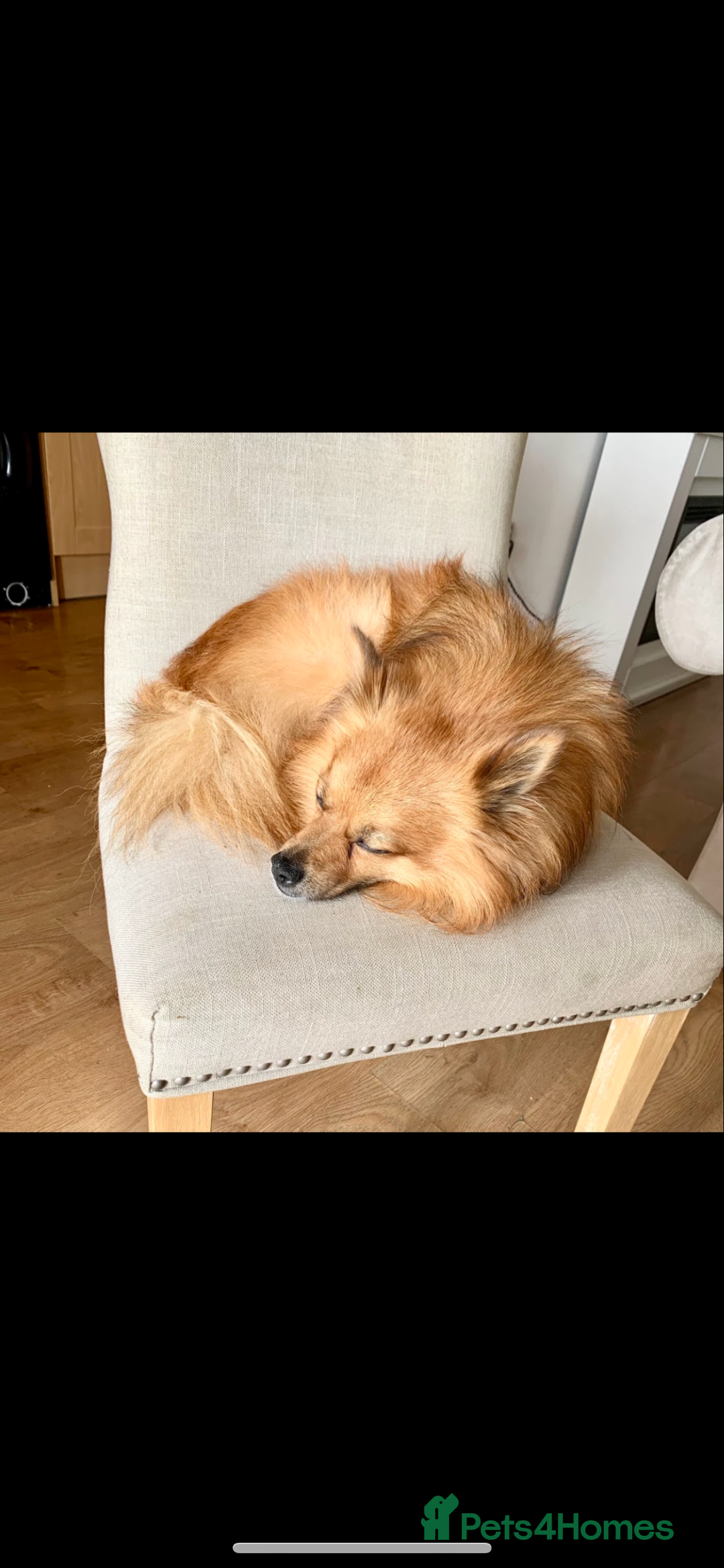 Mixed Breed dogs for sale: Our gorgeous German spitz Henry  - Image 5