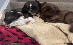Shih Tzu dogs for sale: Chocolate puppy looking for his FURever home  - Image 3