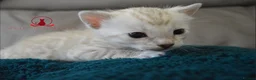 Bengal cats for sale: ✨️ glitter snow champion bengal kittens ✨️ - Advert 12
