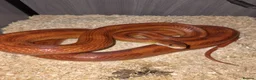 Mixed Breed reptiles for sale: Reptile collection up for sale - Advert 13
