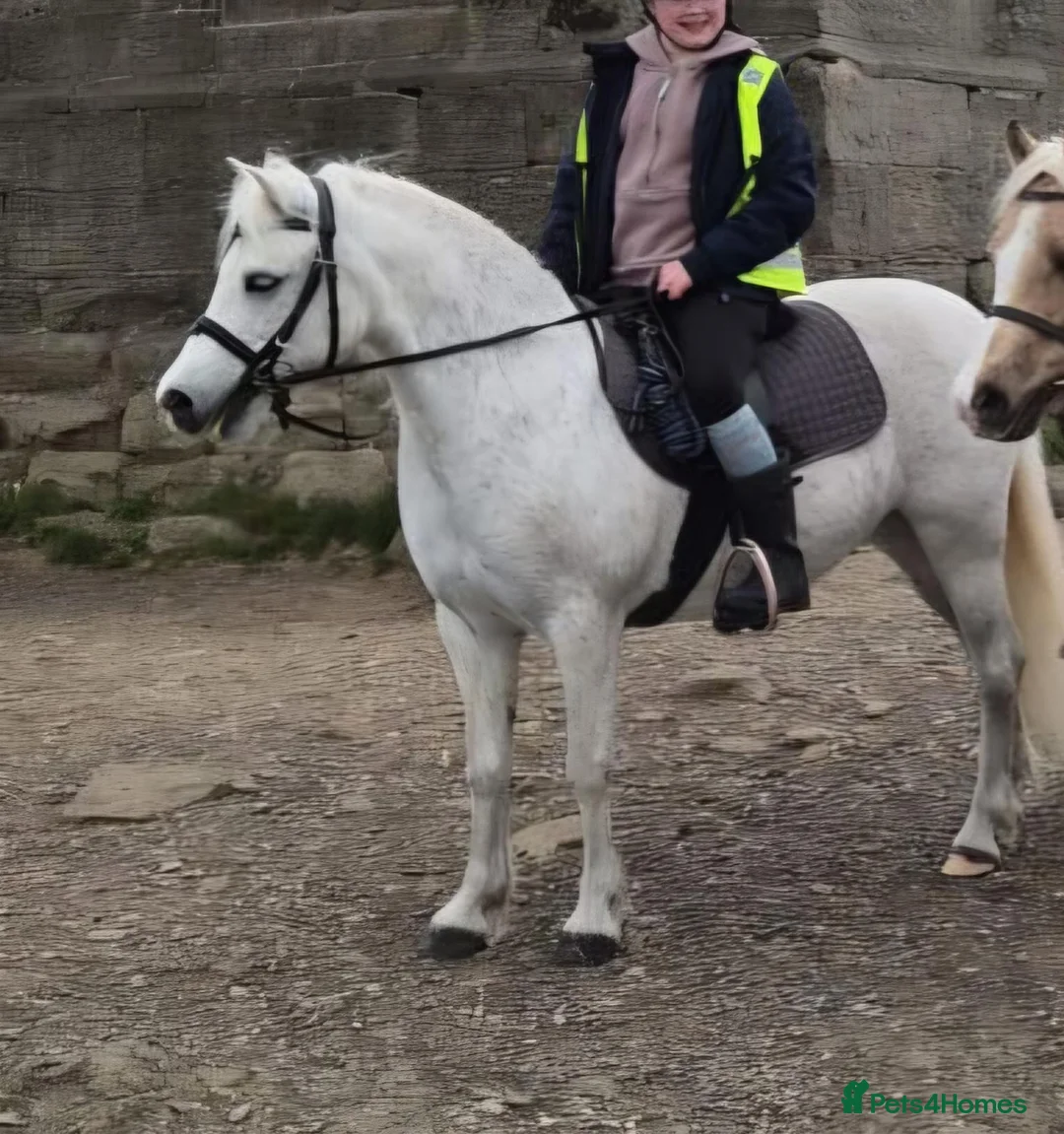 Welsh Section A horses for sale: **ELSA** Manorfields Silver Lady, FleaBitten Grey in Wigan - Advert 2